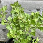 Egreš obyčajný (kríčkový) - zelený (Grossularia uva-crispa) ´MUCURINES´ - neskorý, 20-30 cm, kont.C2L- KRÍKOVÝ